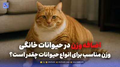 آیا حیوانات خانگی می توانند غم از دست دادن یک حیوان دیگر را بفهمند؟