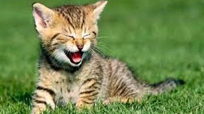 شهرداری با سگ‌های ولگرد چه می‌کند؟