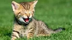 گربه‌ها واقعاً چقدر می‌خوابند؟