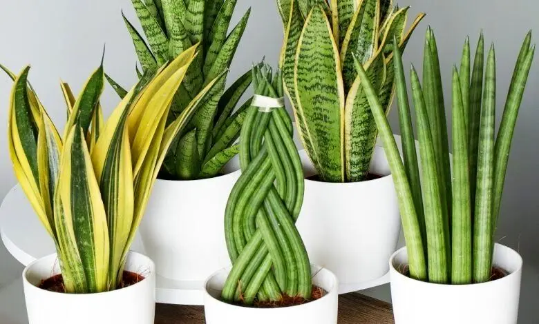 بهترین گیاهان برای تصفیه هوای خانه از نگاه ناسا 