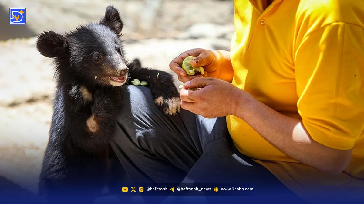 انتفاع از حیوانات | ایجاد کلاف سردرگم در پارک پردیسان