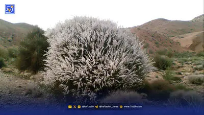 بوته‌ها پیشروی می‌کنند اما‌ اسب‌ها‌ محاکـمه‌ می‌شوند