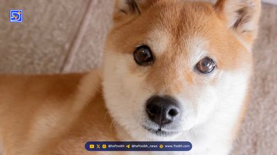 شیبا اینو (SHIB) در مسیر ثبت رکورد جدید؟