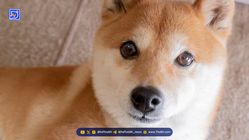 روند نزولی شیبا اینو (SHIB) با وجود عملکرد بهتر نسبت به دوج کوین (DOGE)