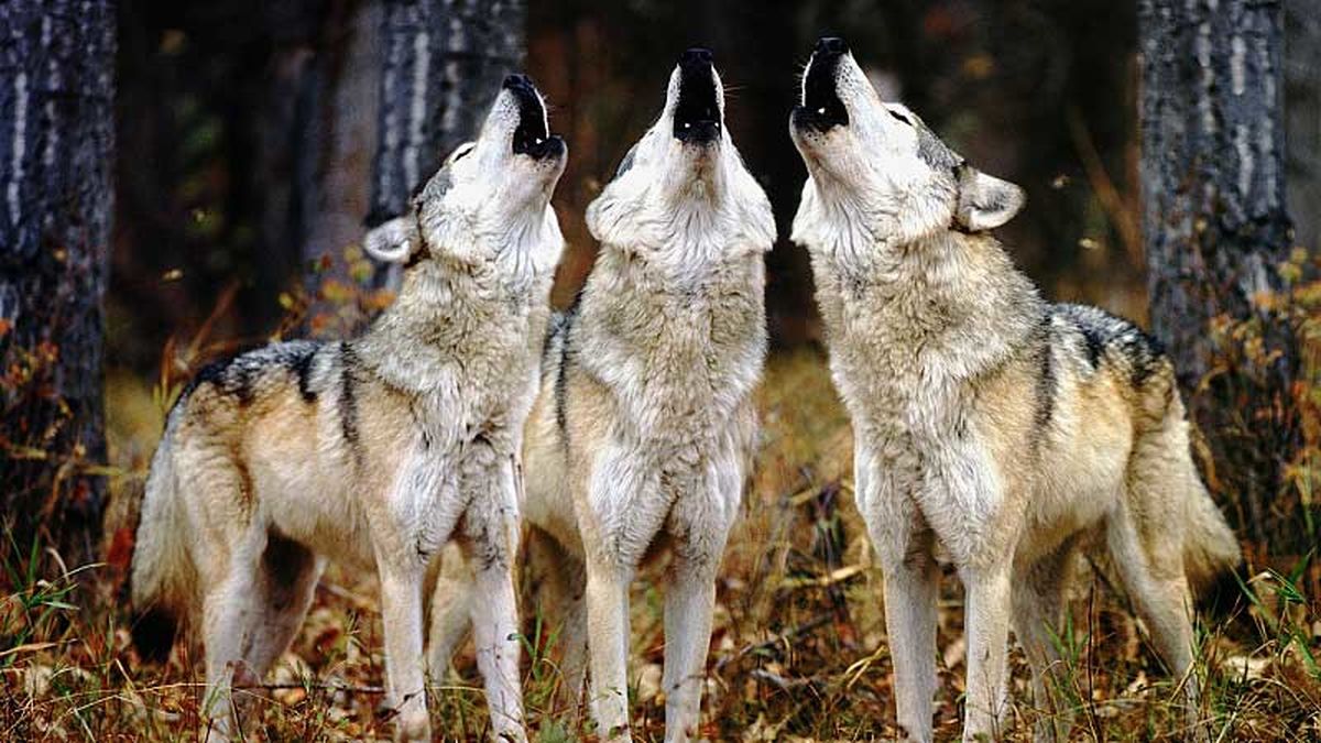 حمله ناگهانی گرگ به خانهای در خوی؛ ۳ نفر زخمی شدند