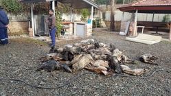 عکسی که ارتباط بوئینگ ۷۰۷ سقوط کرده با واردات گوشت را تایید می‌کند