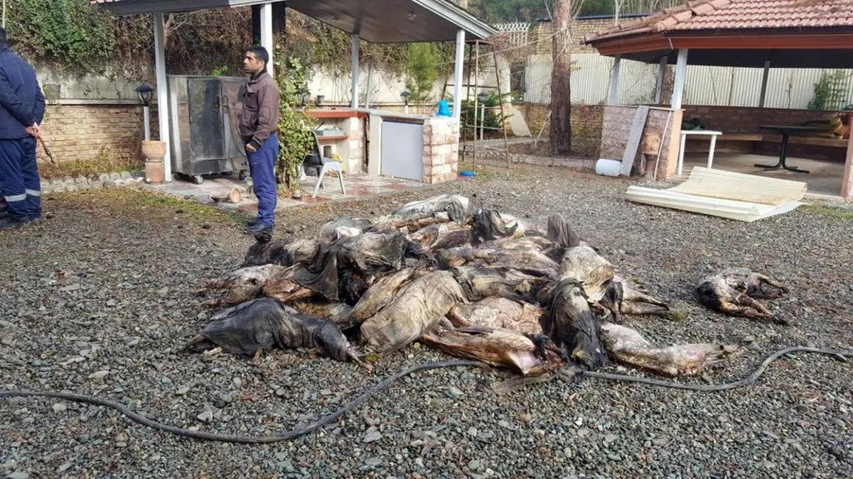 عکسی که ارتباط بوئینگ ۷۰۷ سقوط کرده با واردات گوشت را تایید می‌کند