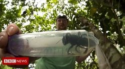 فیلم | کشف بزرگ‌ترین زنبور جهان در اندونزی