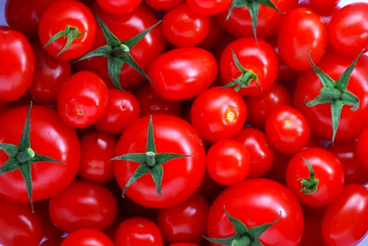 گوجه‌فرنگی به قیمت خون؛ کیلویی ده هزار تومان!