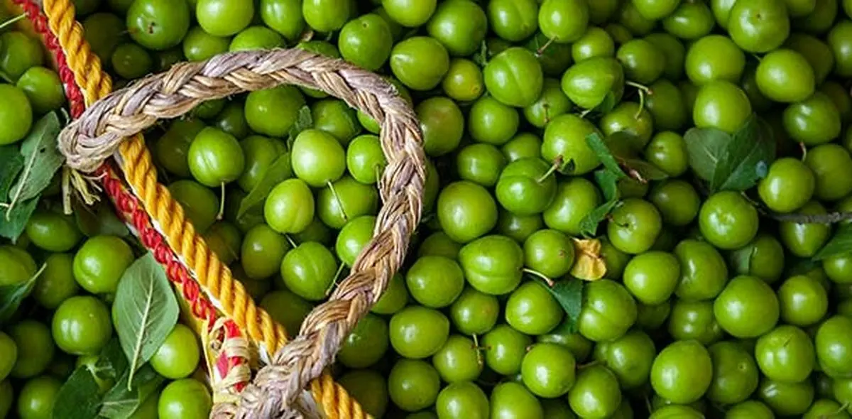 گوجه‌سبز حریف می‌طلبد؛ کیلویی چهارصد!