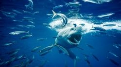 عکس | لحظه دلهره‌آور حمله کوسه به ماهی‌ها در عکس روز نشنال جئوگرافیک
