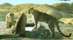 عکس | ۳ پلنگ ایرانی در پارک ملی توران