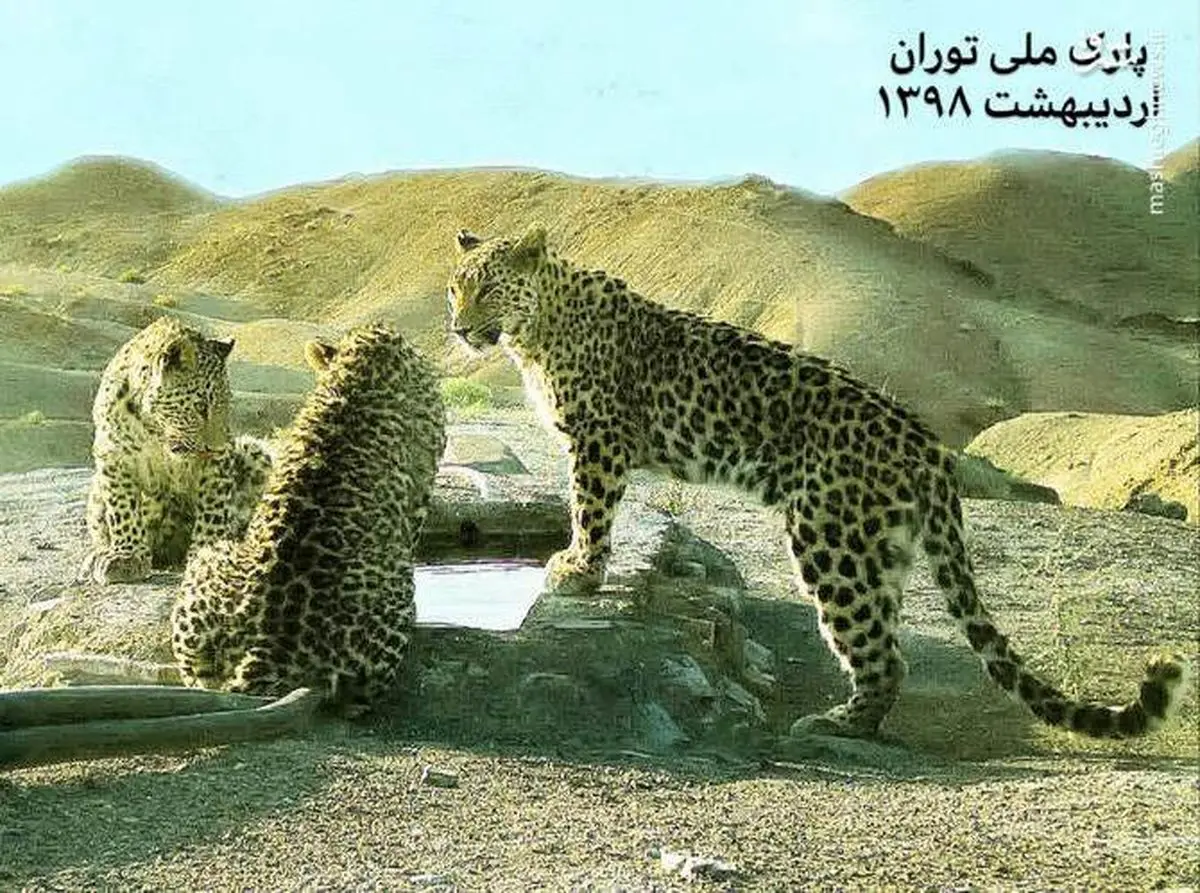 عکس | ۳ پلنگ ایرانی در پارک ملی توران