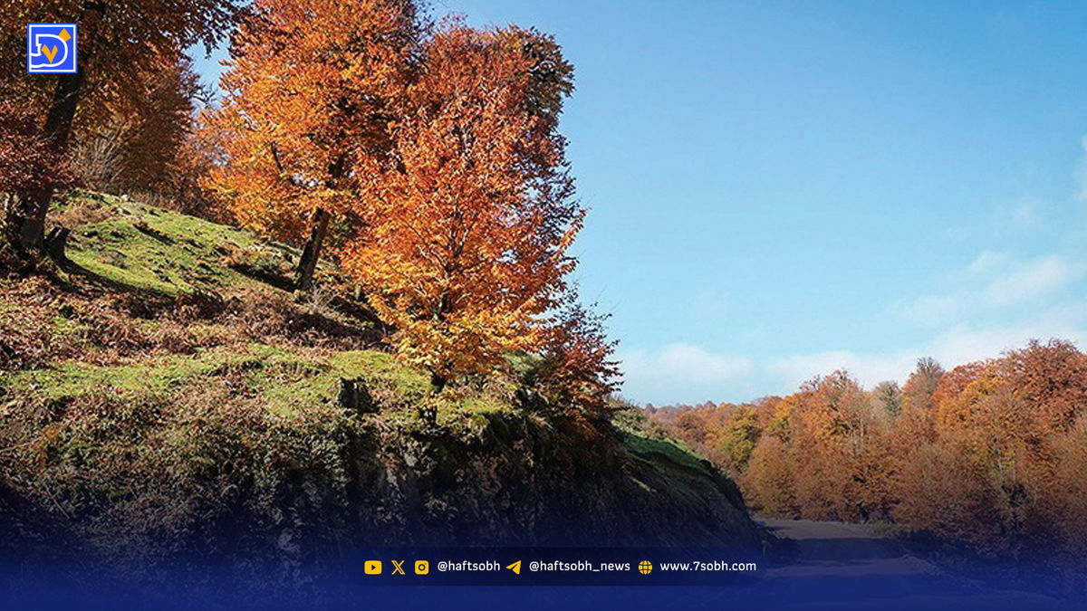 باران نیامد، برگها مردند