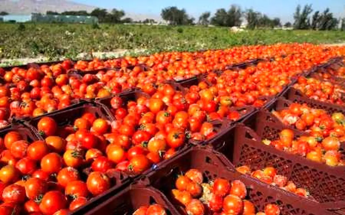روسیه:گوجه فرنگی را به جای ترکیه از ایران می خریم