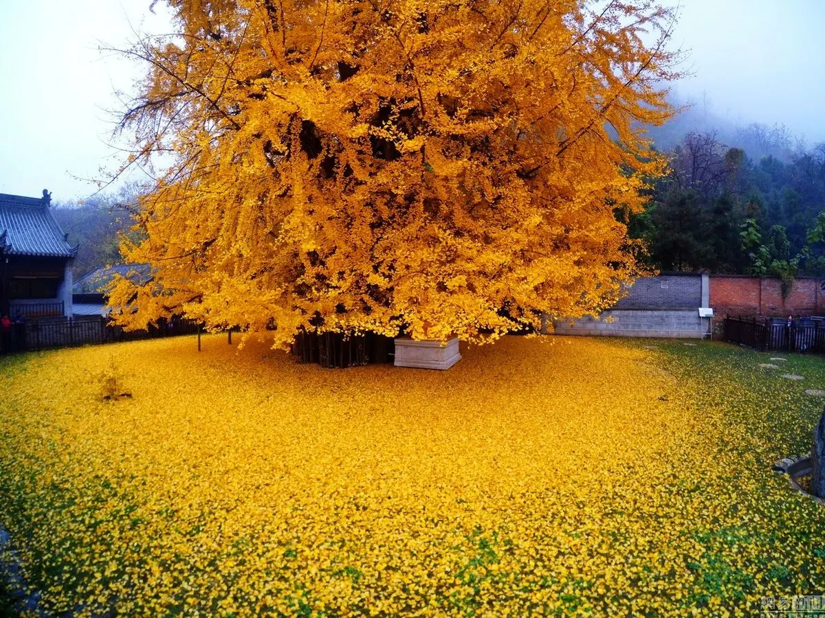 گزارش تصویری: دریای زرد پای درخت ۱۴۰۰ ساله چینی