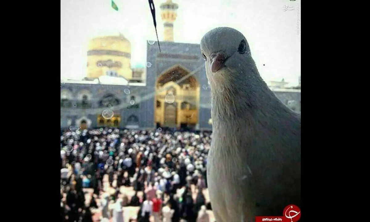 عکس سلفی کبوتر با حرم امام رضا (ع)