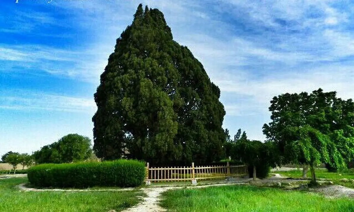 درختی که می‌گویند پسر حضرت نوح در یزد کاشته
