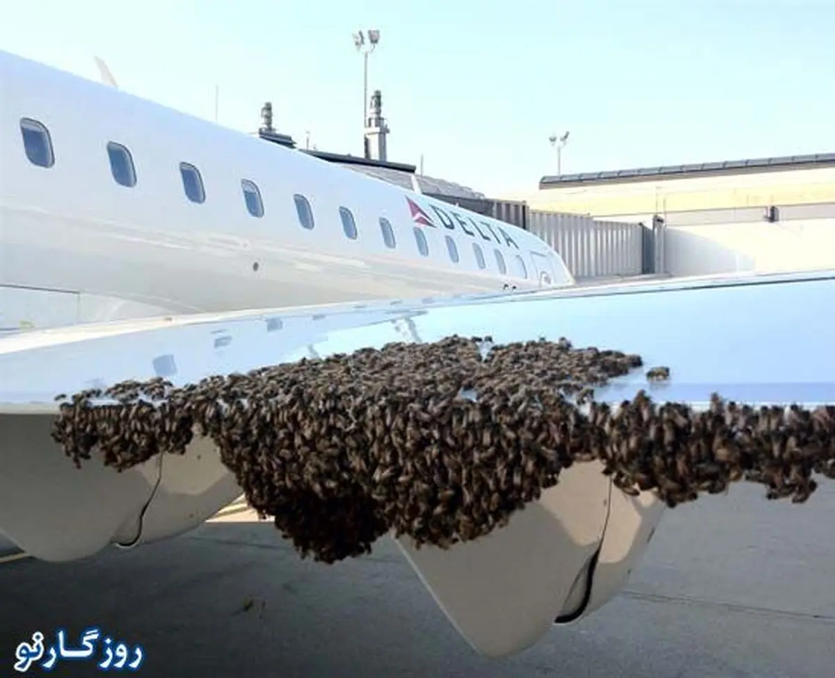 زنبور باعث ۴ ساعت تاخیر در پرواز شد