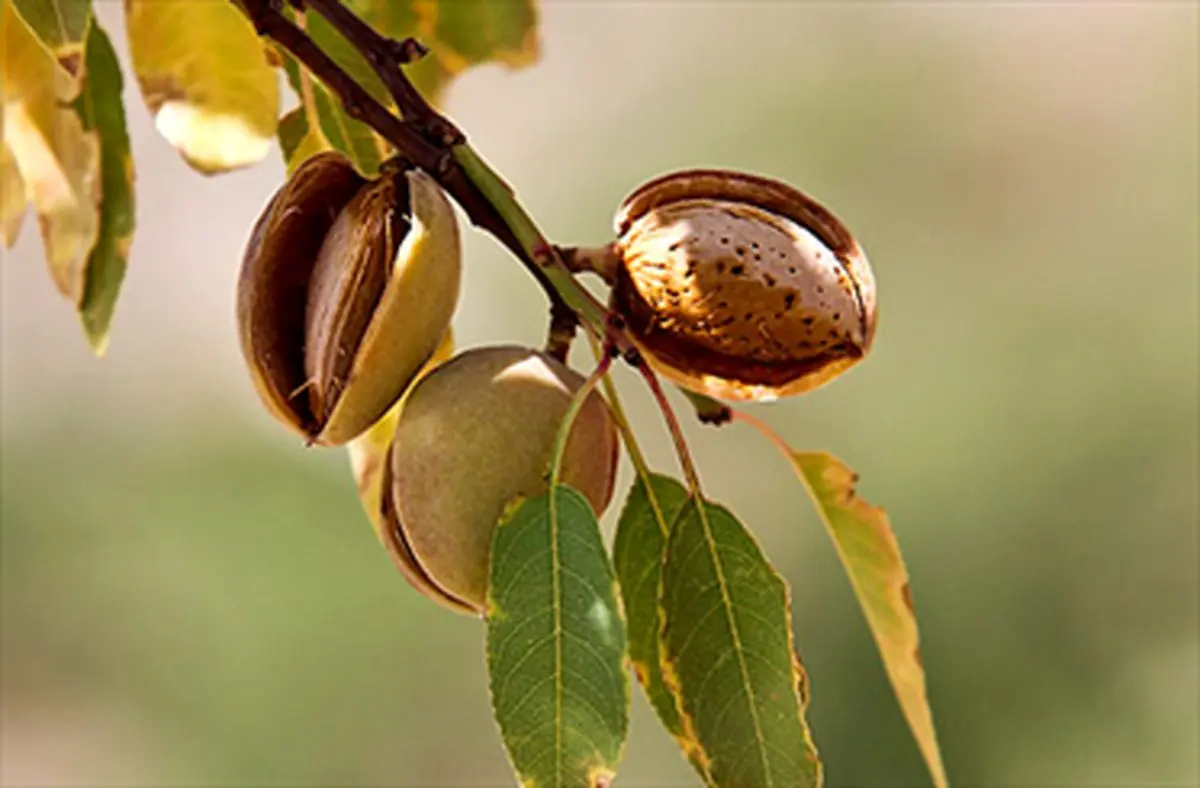 فواید مصرف بادام برای زنان باردار
