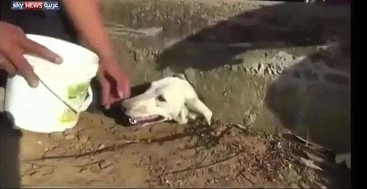 ویدئو / نجات سگ از حادثه عجیب در پرو