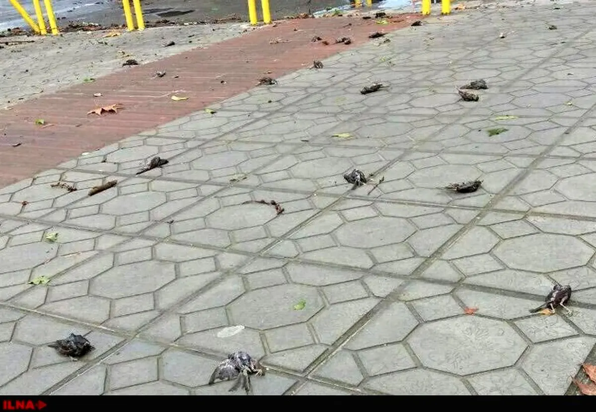 تلف شدن گنجشک‌ها بر اثر رعدوبرق در مازندران