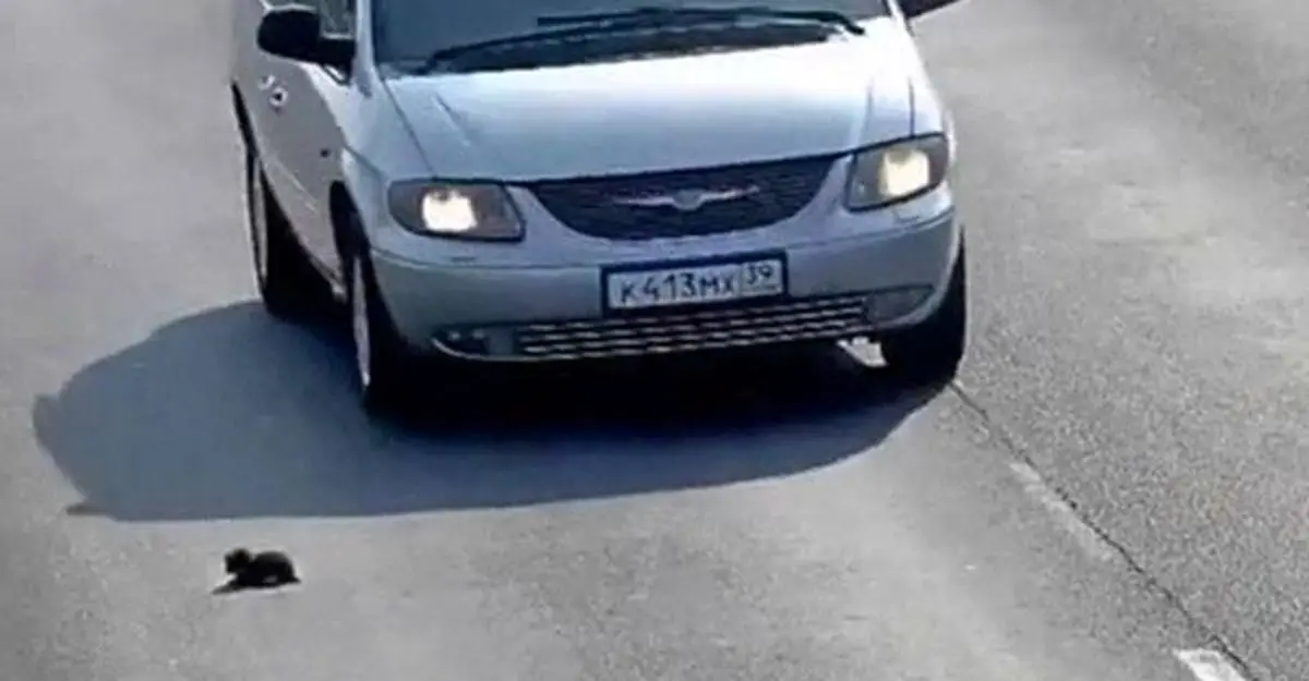ویدئو / ریسک نجات بچه گربه از بزرگراه