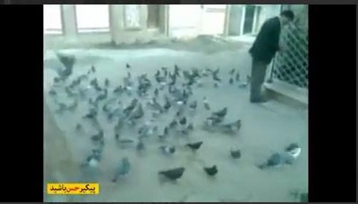 ویدئو / کبوترانی که هر روز منتظر باز شدن یک مغازه هستند