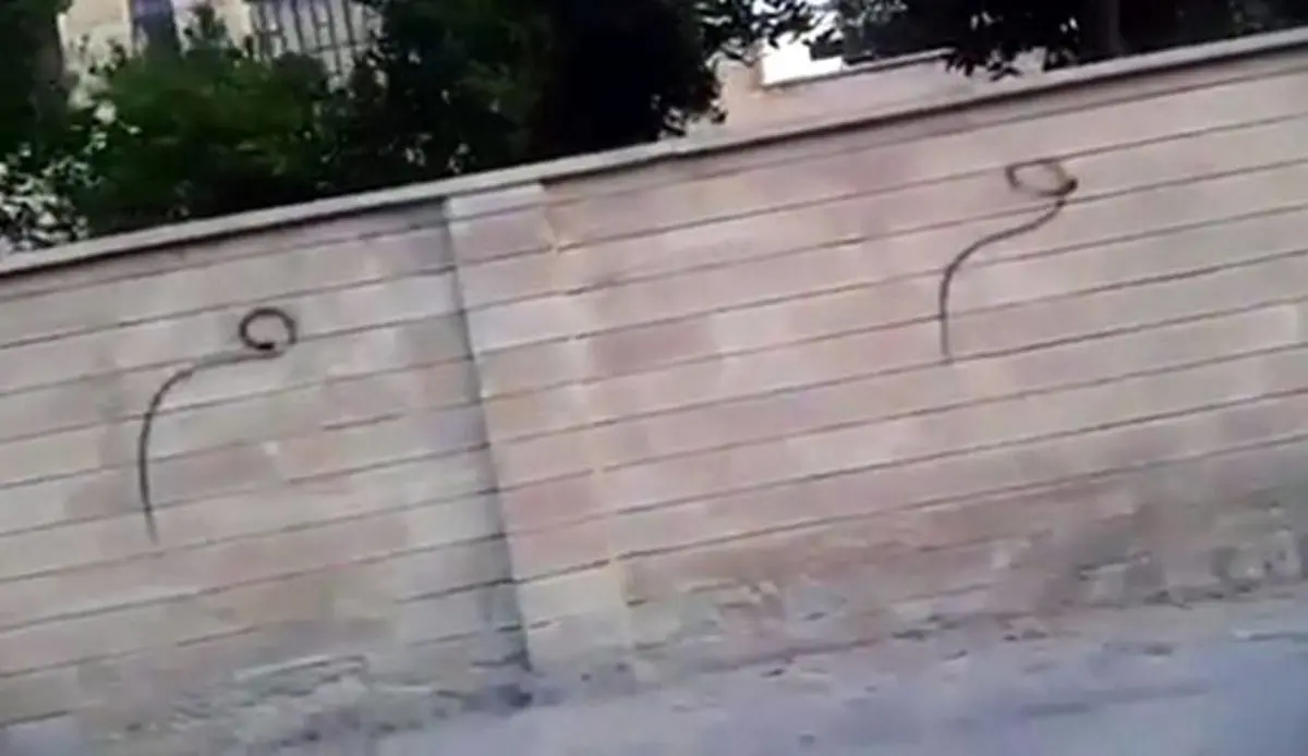 چرا داعش از حرف "میم" وحشت دارد؟!