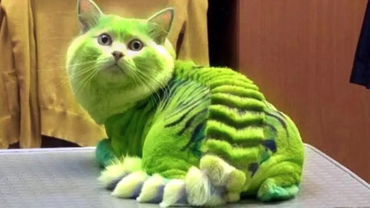 گربه‌ای با رنگ جدید که قبلاً هرگز دیده نشده بود