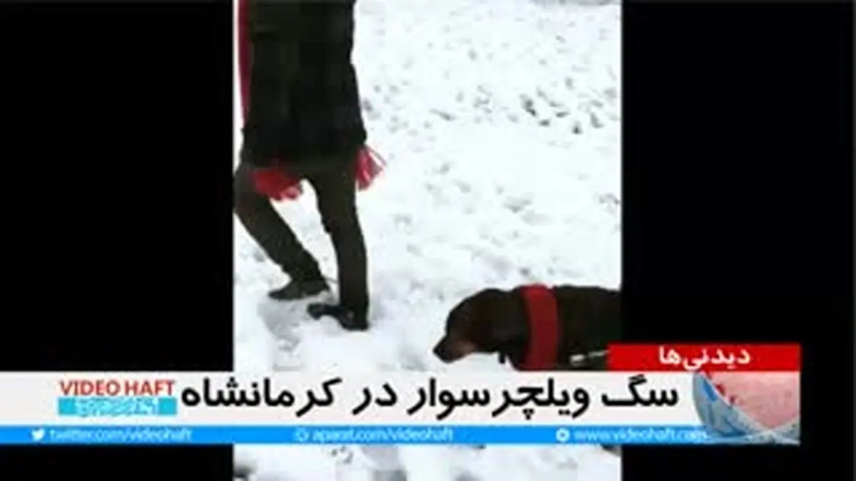 ویدئوهفت| سگ ویلچرسوار