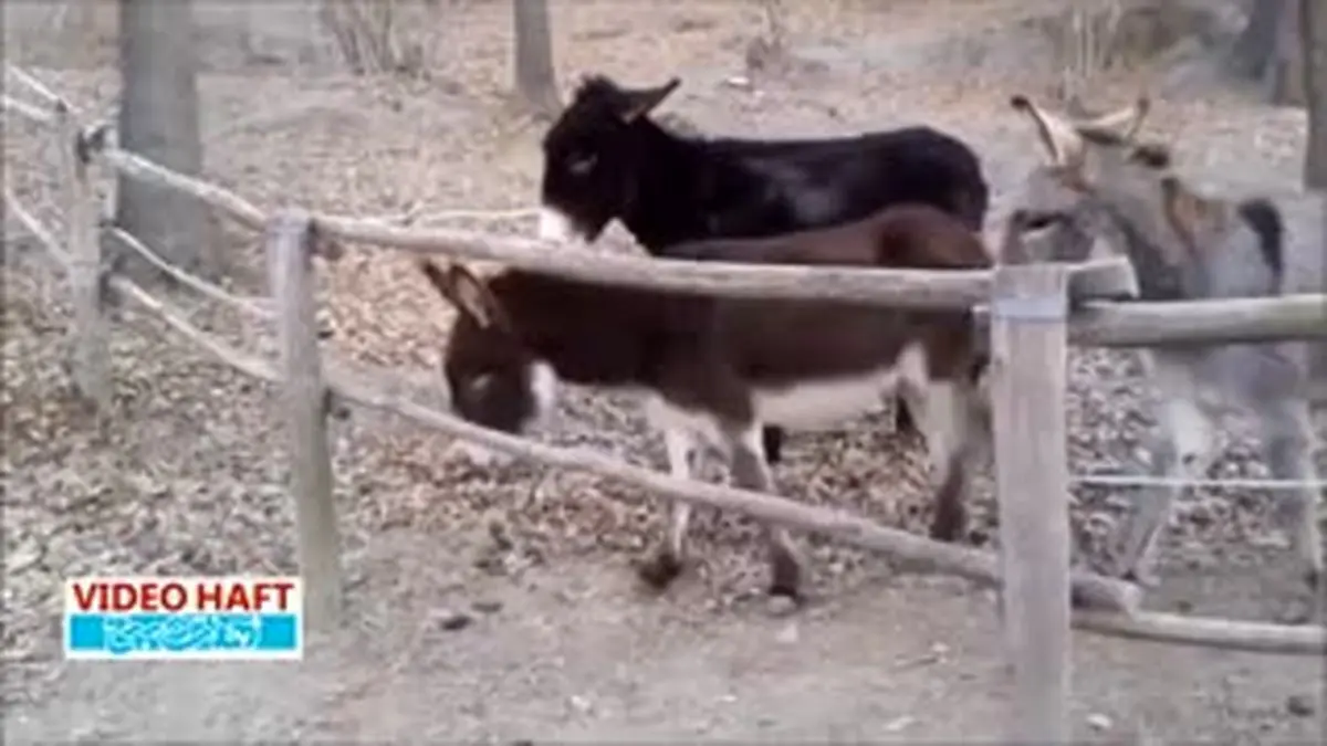 ویدیوهفت| الاغ باهوش ۲