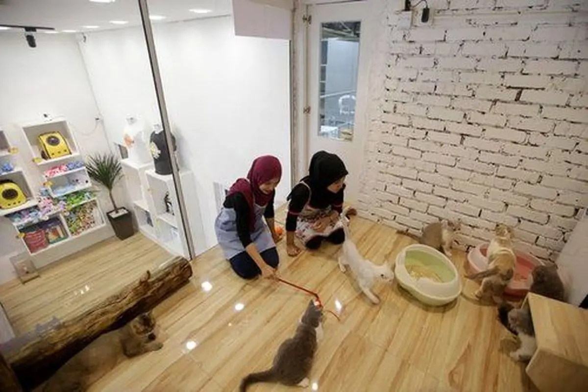 نخستین هتل ۵ ستاره دنیا برای گربه ها