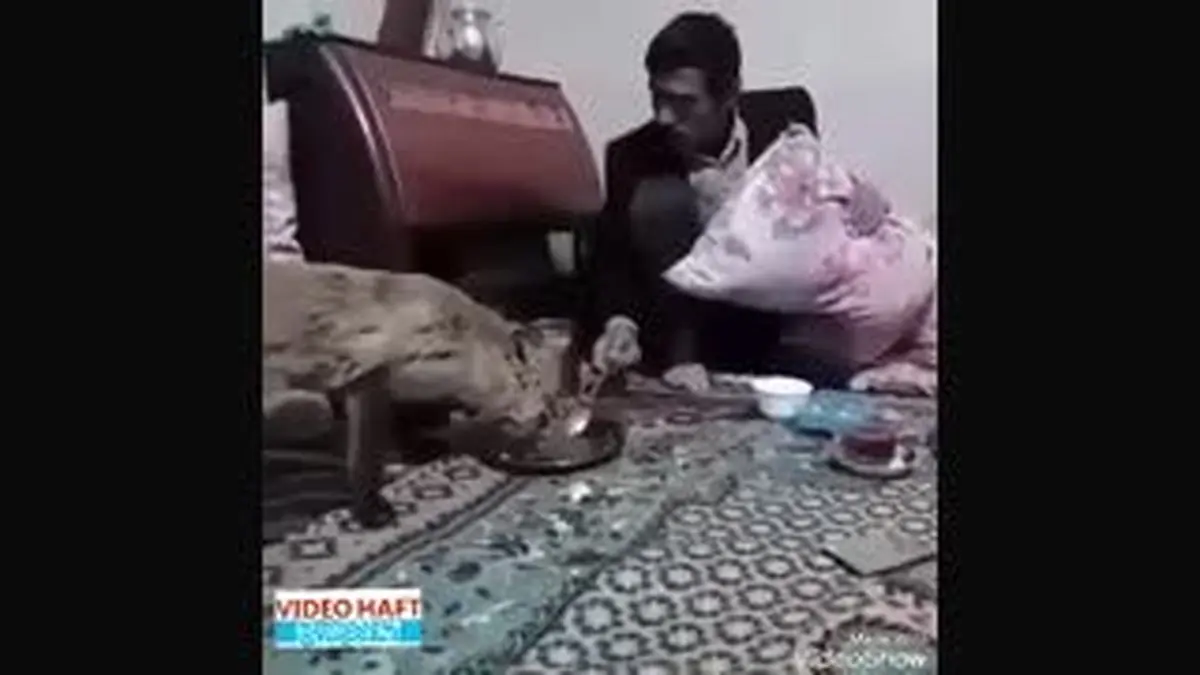 ویدئوهفت|آبگوشت خوری روباه