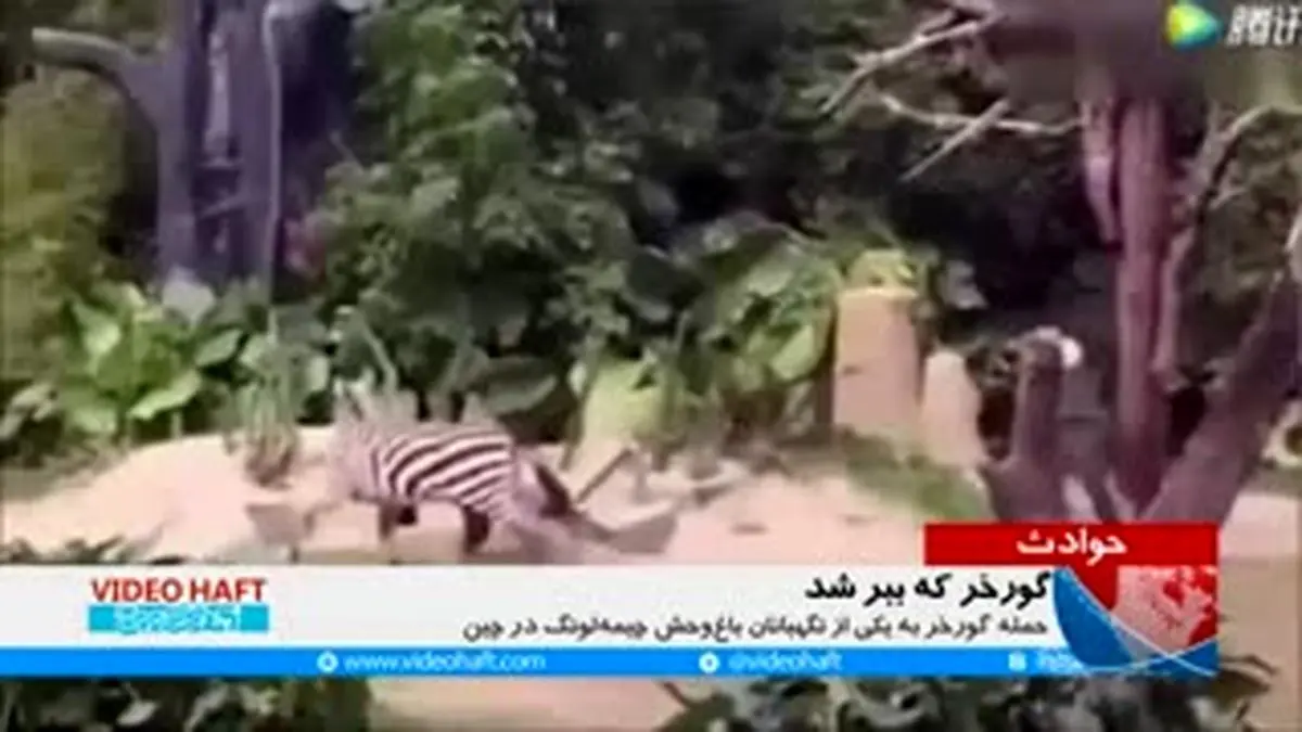 ویدئوهفت| گورخری که ببر شد