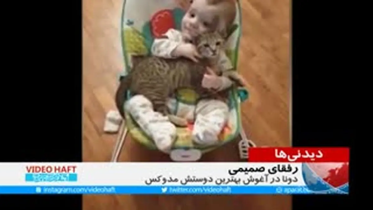 ویدیو هفت|گربه ملوس