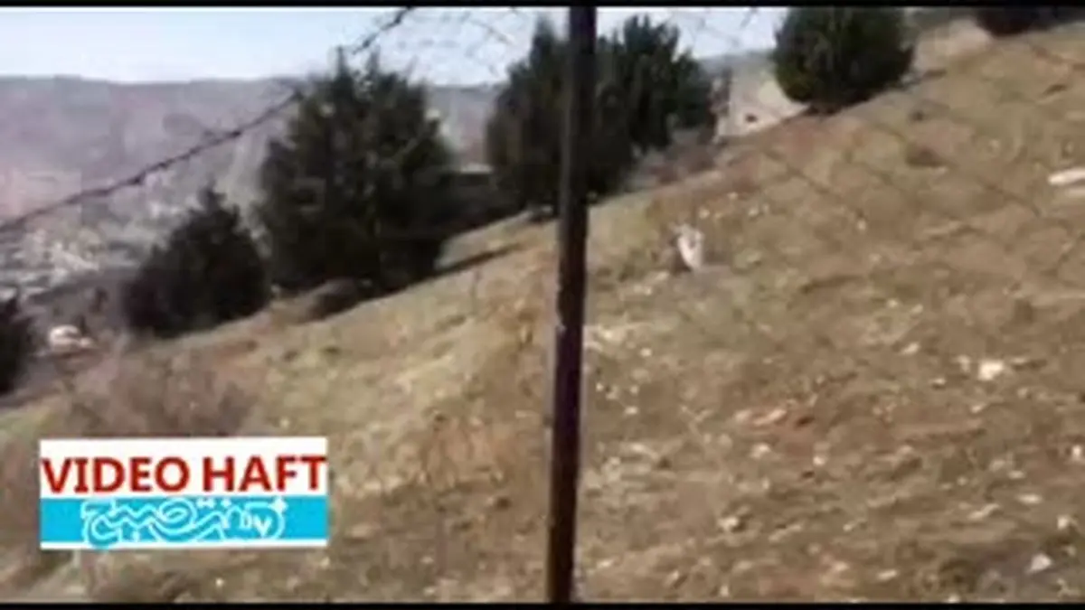 ویدژو هفت|تلف شدن میش کوهی در لواسانات