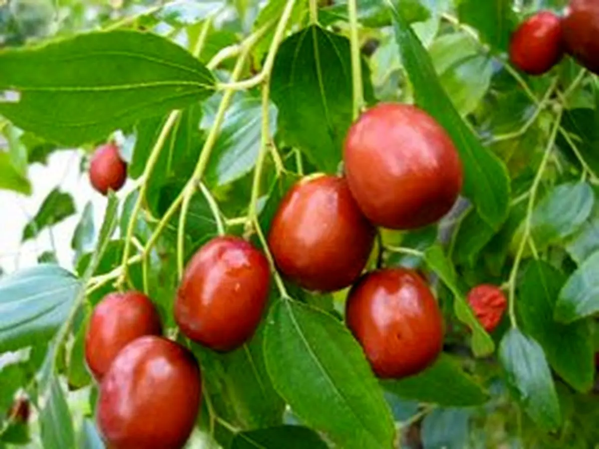 این افراد روزی ۵ عناب بخورند