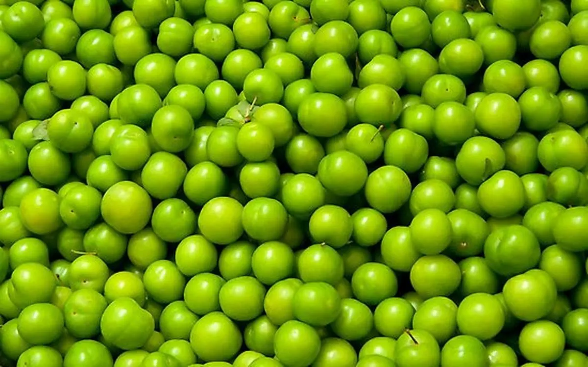 گوجه سبز به بازار آمد