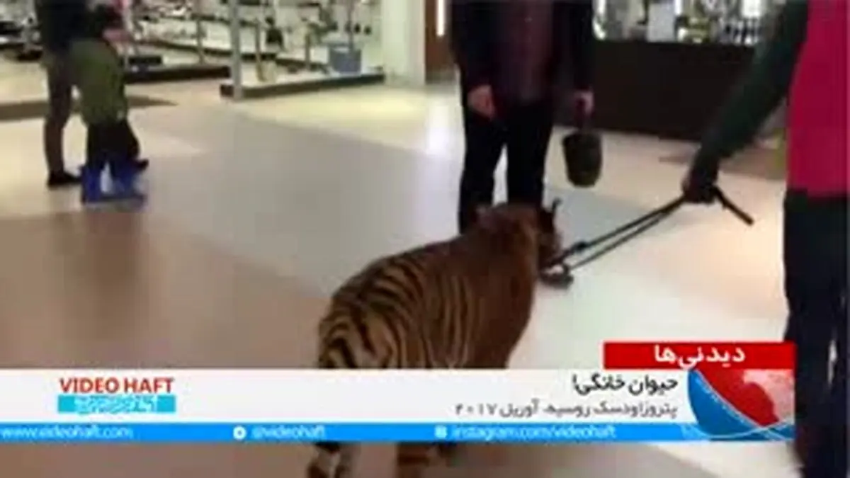 ویدیو هفت|وقتی ببر حیوان خانگی می‌شود!