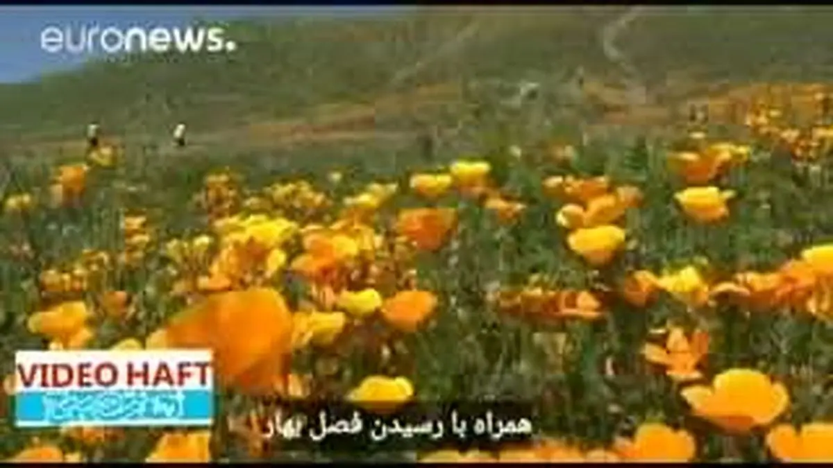 ویدیو هفت|منظره گل های وحشی کالیفرنیا از فضا