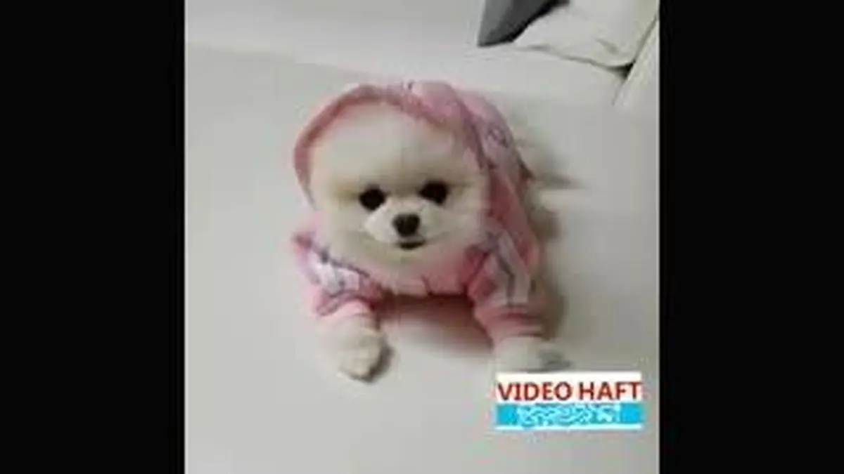 ویدیو هفت|کوچولوی مارک پوش!