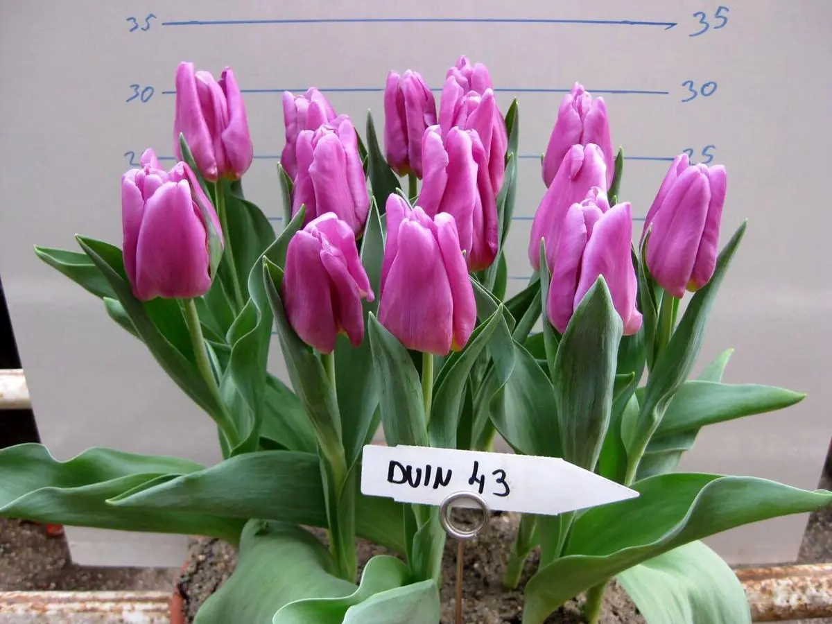 شرکت هلندی،"لاله ارومیه" تولید کرد