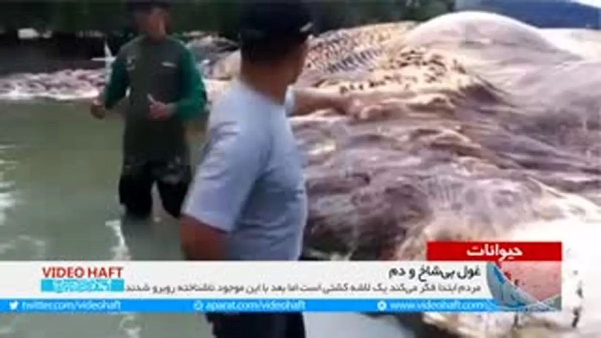 ویدیو هفت|غول بی‌شاخ و دم