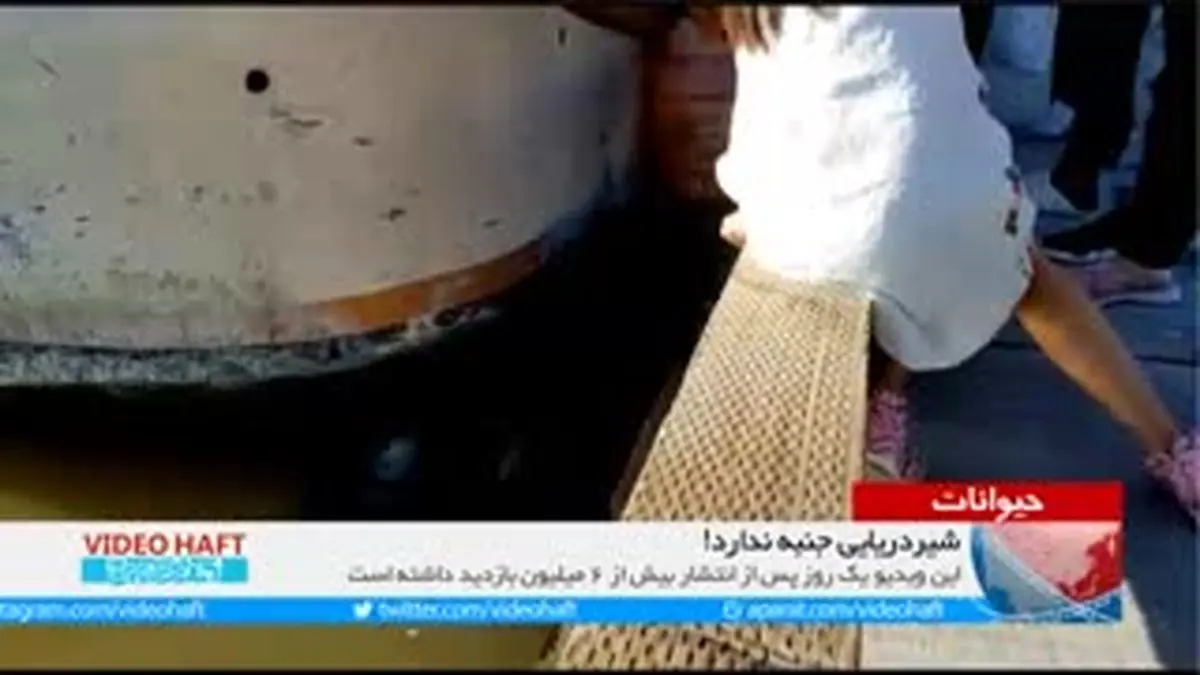 ویدیو هفت|حمله شیر دریایی به دختربچه