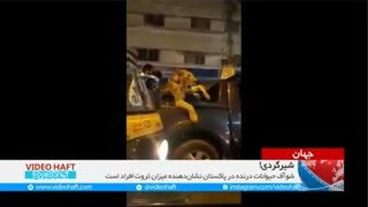 ویدیو هفت|دستگیری مردی که با توله شیر پز می داد