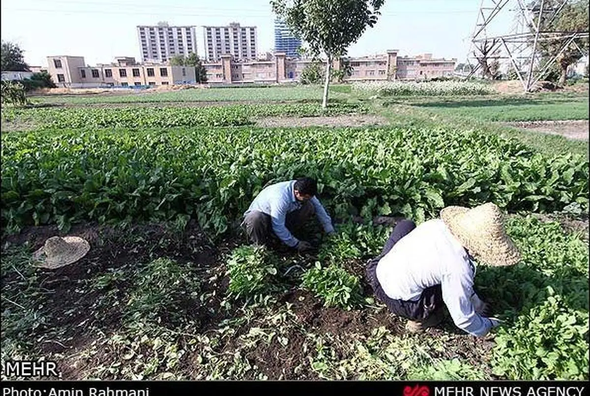 هشدار در مورد مصرف سبزیجات جنوب تهران