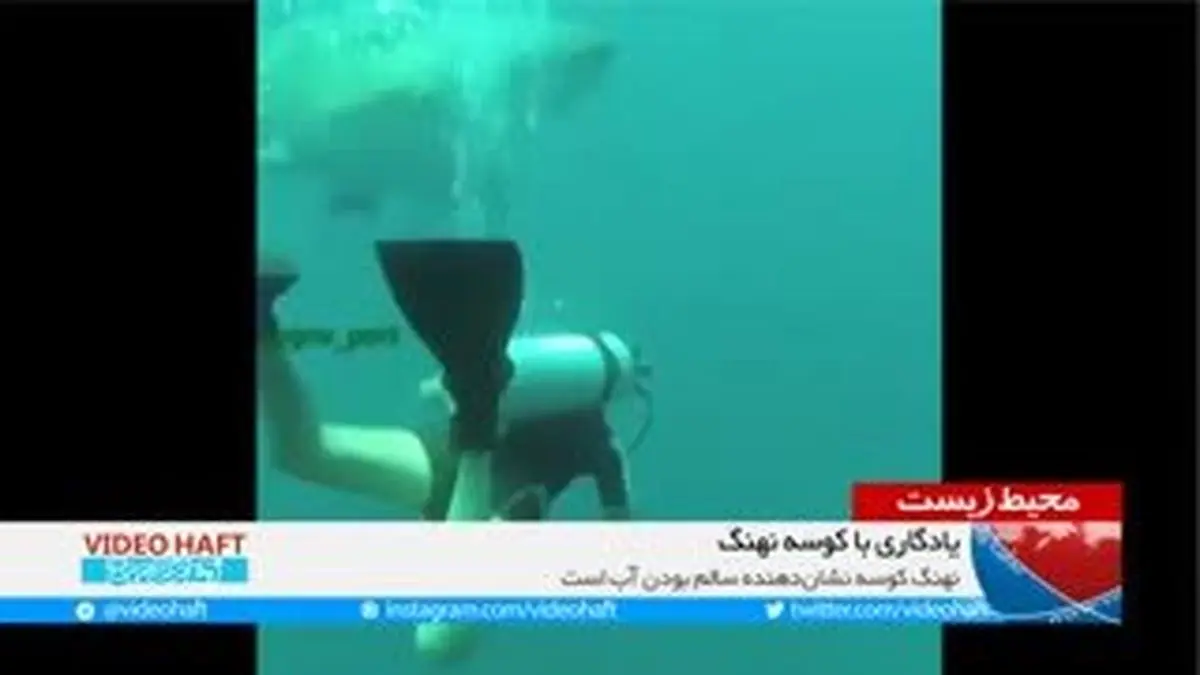 ویدیو هفت|فیلم یادگاری غواص با کوسه نهنگ در خلیج فارس