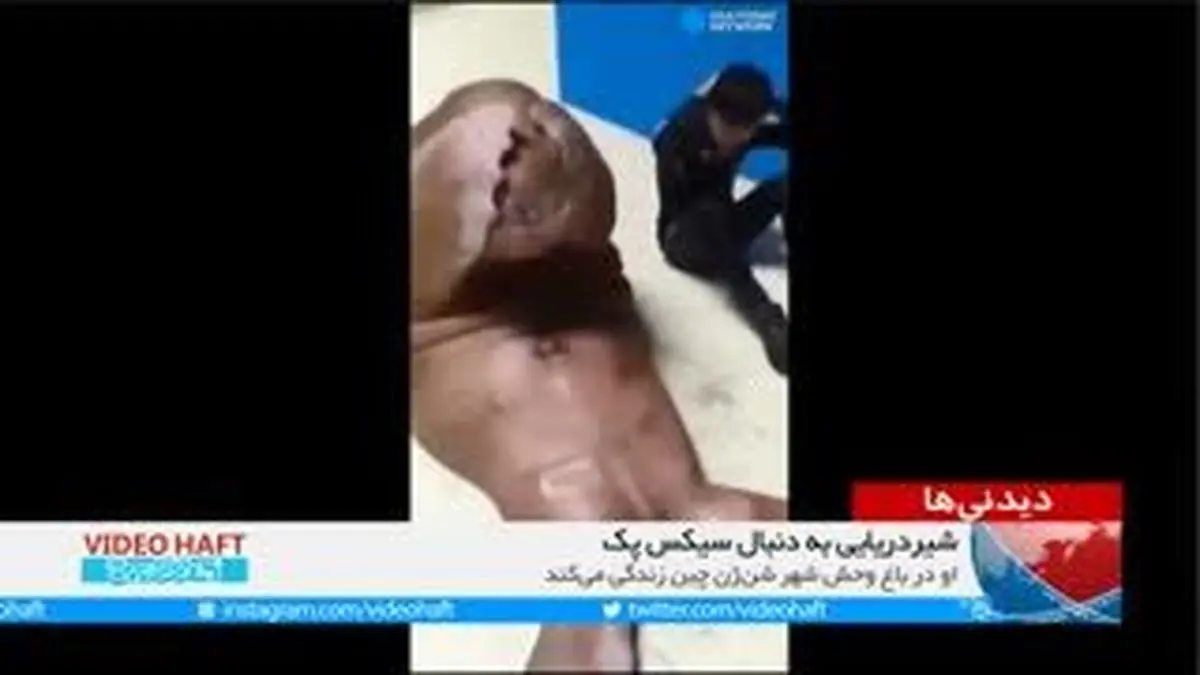 ویدیو هفت|شیردریایی به دنبال سیکس پک!