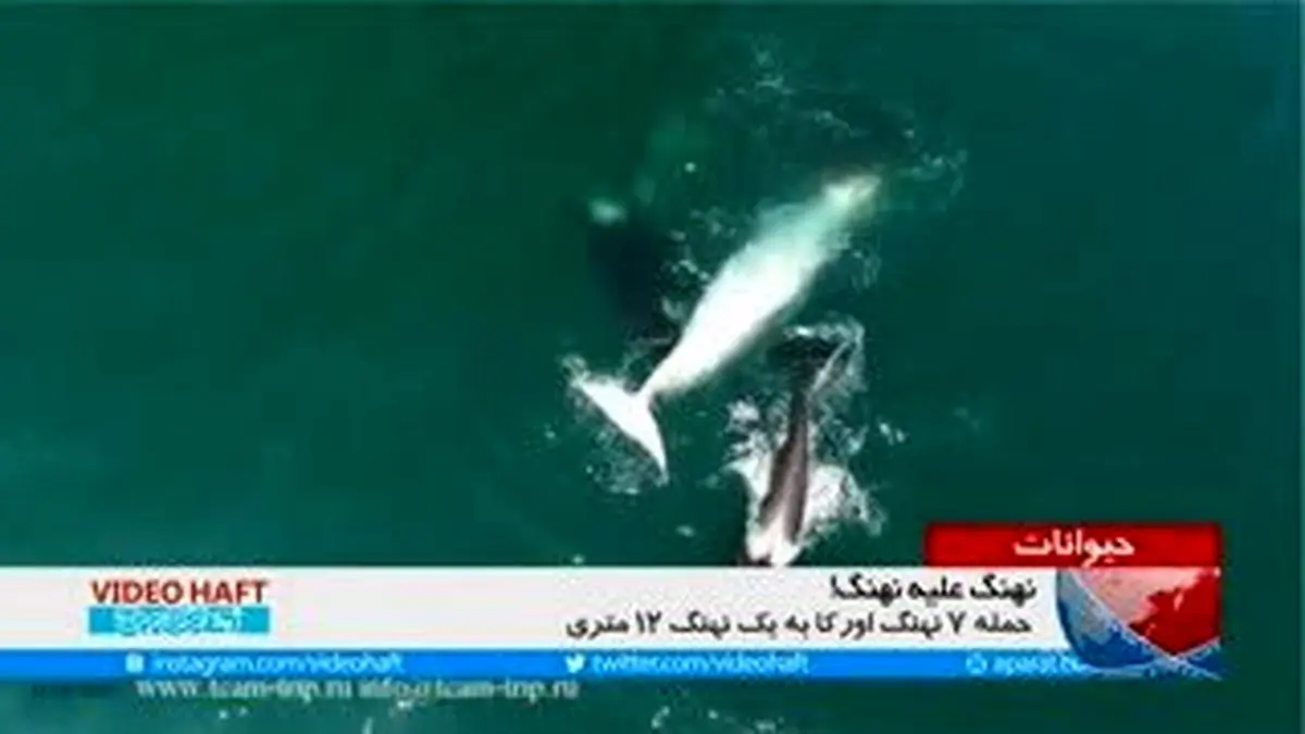ویدیو هفت|جنگ نهنگها